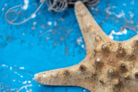 Snails and starfish in rustic blue wood Stock Photos