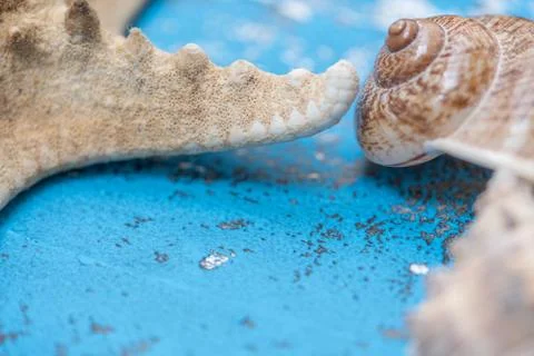Snails and starfish in rustic blue wood Stock Photos