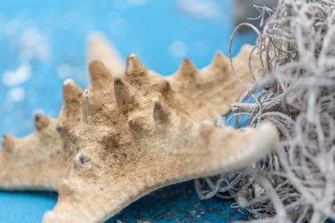 Snails and starfish in rustic blue wood Stock Photos