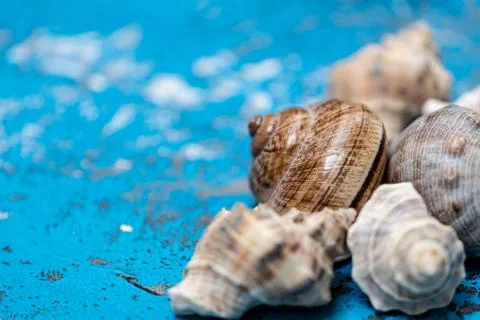 Snails and starfish in rustic blue wood 스톡 사진