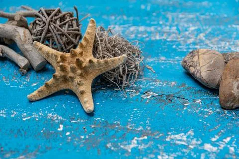 Snails and starfish in rustic blue wood Stock Photos
