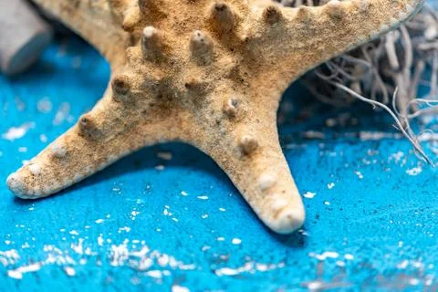 Snails and starfish in rustic blue wood 스톡 사진
