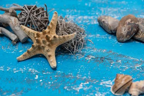Snails and starfish in rustic blue wood Stock Photos
