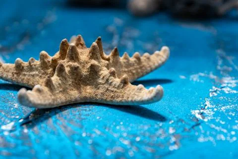 Snails and starfish in rustic blue wood Stock Photos
