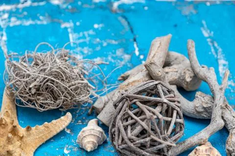 Snails and starfish in rustic blue wood Stock Photos
