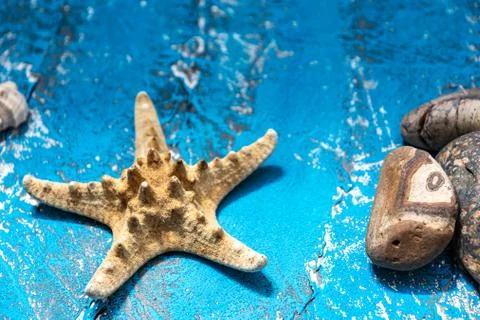 Snails and starfish in rustic blue wood 스톡 사진