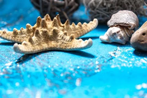 Snails and starfish in rustic blue wood Stock Photos