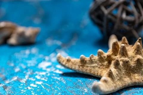 Snails and starfish in rustic blue wood 스톡 사진