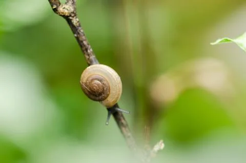 Snails and tree Foto stock