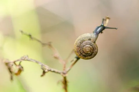 Snails and tree Foto stock
