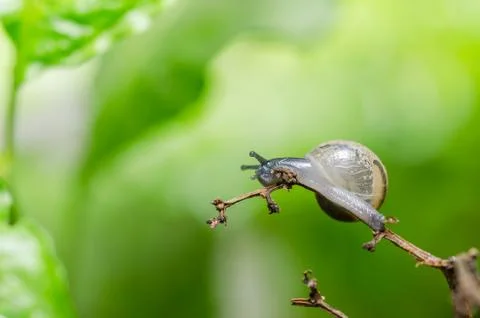 Snails and tree Stock Photos