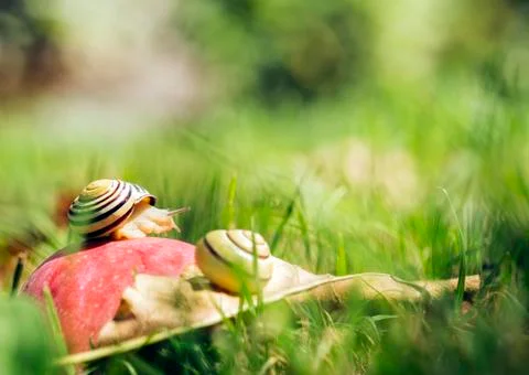 Snails on an apple Stock Photos