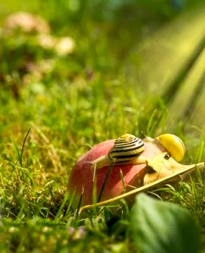 Snails on an apple Foto stock
