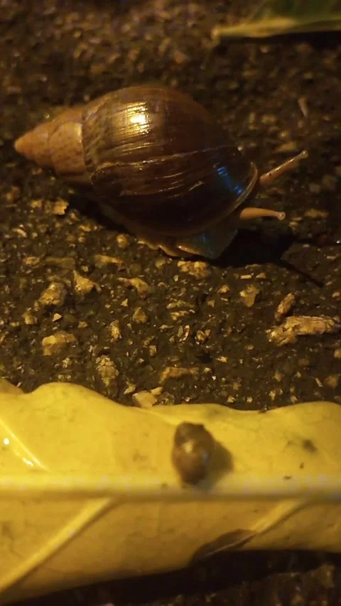 Snails are beautiful at night Stock Footage 278466650