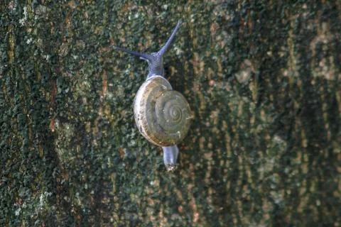 Snails are climbing up on trees. Stock Photos
