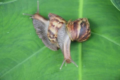 Snails are crawling on a green leaf Stock Photos