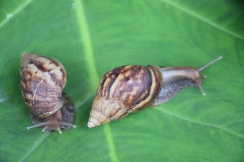 Snails are crawling on a green leaf Stock Photos
