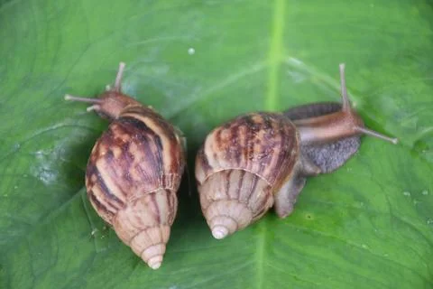 Snails are crawling on a green leaf Stock Photos
