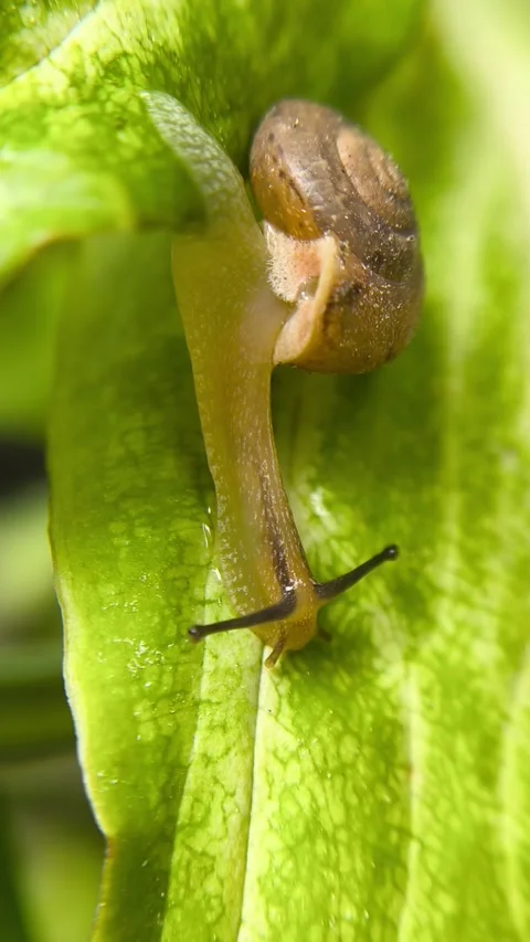 Snails are crawling on smooth leaves  - Cepi Stock Footage 311520804