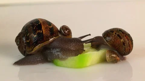 Snails are eagerly eating a piece of cucumber Stock Footage 303433566