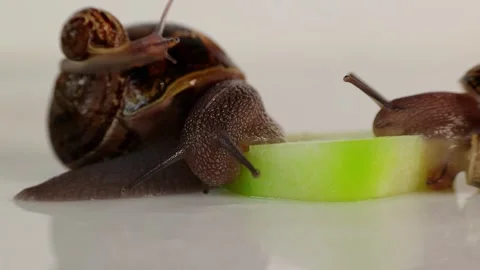 Snails are eagerly eating a slice of cucumber Video stock 303433772
