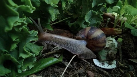 Snails are looking for food, Stock Footage 150471834