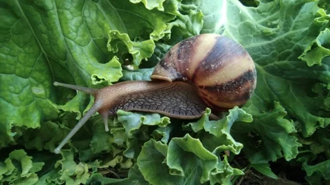 Snails are looking for food, Stock Footage 150471835