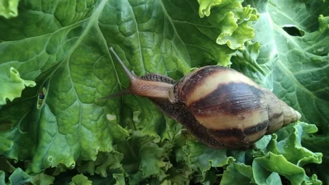 Snails are looking for food, Stock Footage 150471836