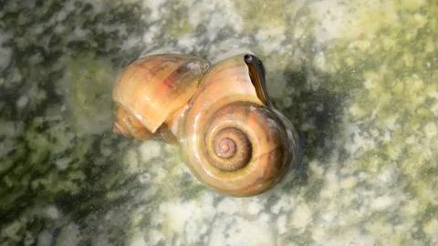 Snails are in love. Stock Photos