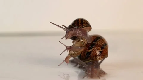 Snails are moving across a smooth, matte surface Video stock 303433340