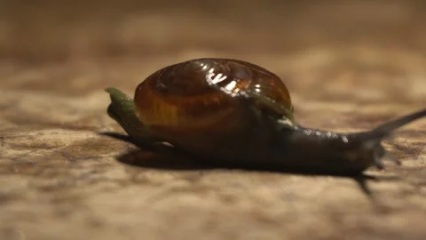 Snails are soft-bodied gastropod mollusks with coiled shells Stock Footage 312717810