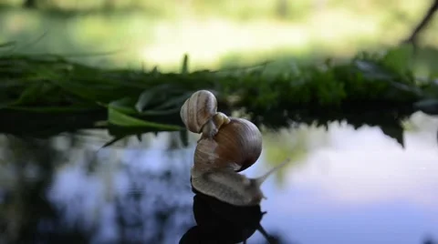 Snails are walking on the glass 動画素材 45687923