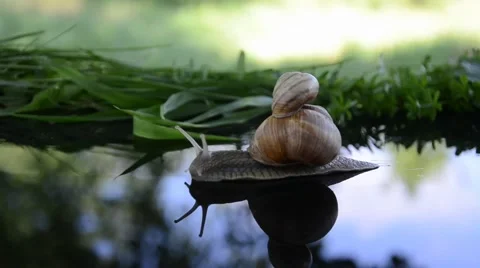 Snails are walking on the glass 動画素材 45688017
