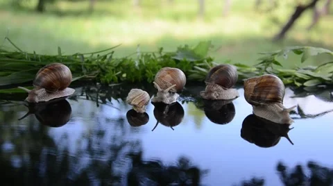 Snails are walking on the glass Video stock 45688024