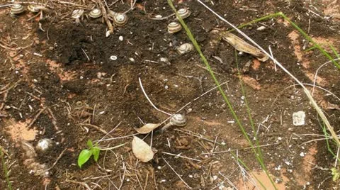 Snails backyard pests Stock Footage 10831208