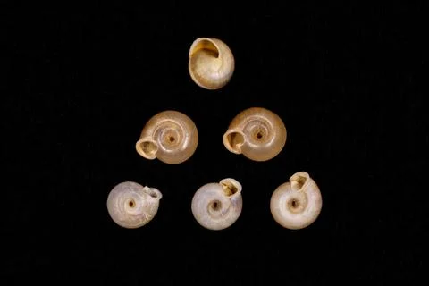 Snails on black background Foto stock