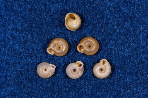 Snails on blue background Stock Photos