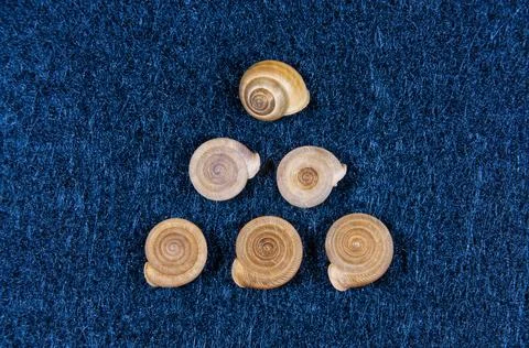 Snails on blue Foto stock