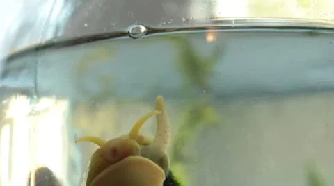 Snails that breathe Stock Footage 8873088