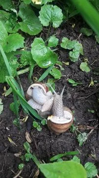 Snails breed on damp soil Stock Photos