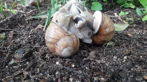 Snails breeding on the ground Foto stock