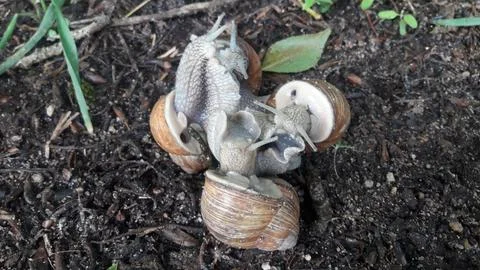 Snails breeding on the ground Stock Photos
