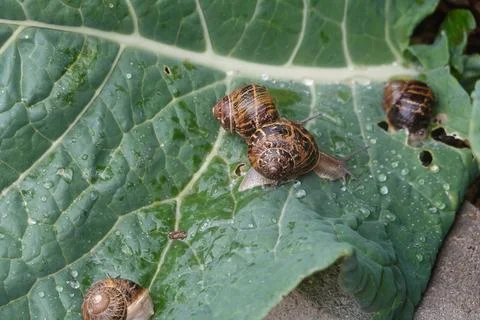 Snails on cabbage leaf damaging garden plant Stock-Fotos