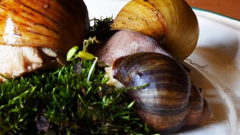 Snails climb each other and move their eyes Stock Footage 126004192