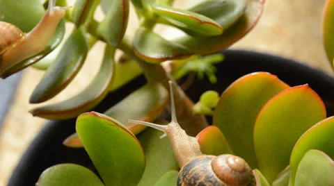Snails Climb a Plant Vídeo Stock 42832790