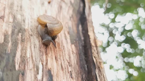 Snails climb on the trees. 스톡 동영상 100549077