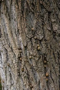 Snails climbing the rugged trunk of an ancient tree in a quiet woodland dur.. Stock Photos