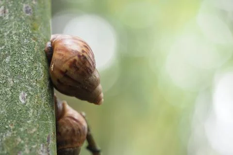 Snails climbing a tree trunk during daylight in the forest Stock Photos