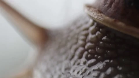 Snails close up Stock Footage 43794245