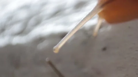 Snails close up Stock Footage 43794559